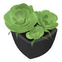 Plante succulente par Nmn9