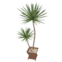 Yucca par Betomo16