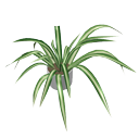 Spider plant by Nmn9