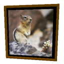 Frame Squirrel by Emmanuel Puybaret