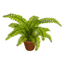 Boston fern by Scopia