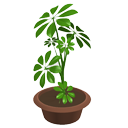 Decorative plant