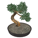 Bonsai tree