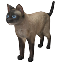 Siamese cat